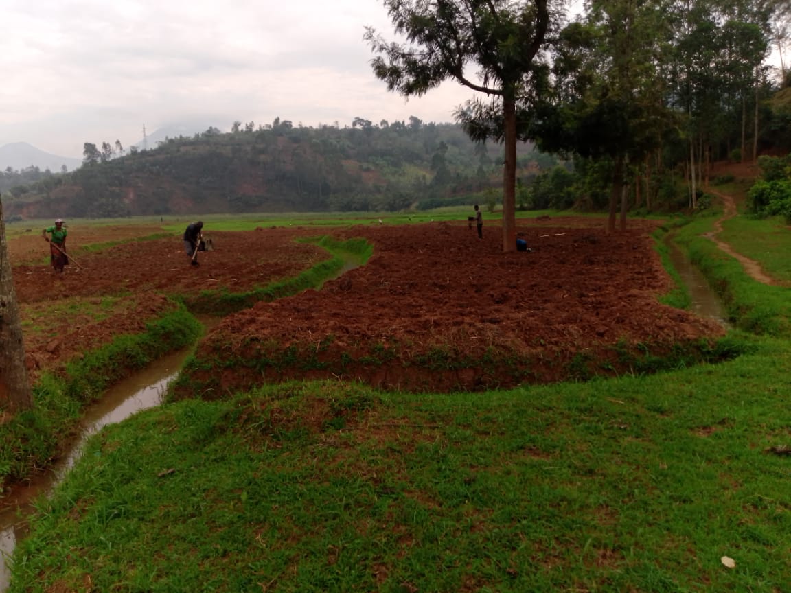 TRIP Begins Maize Planting Activities at Gishanga Farm in Mukinga